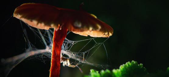 Arañas y drogas: ¿cómo afectan las drogas a animales e insectos?
