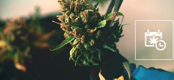Cómo Acelerar La Floración Y La Cosecha Del Cannabis