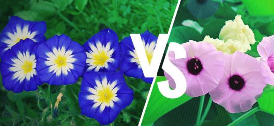 Morning Glory Vs. Hawaiian Baby Woodrose: ¿Cuál Es La Diferencia?