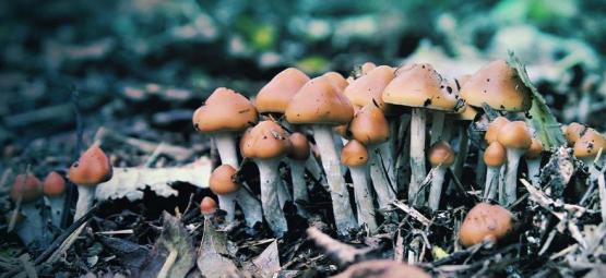 ¿Qué Es Psilocybe Azurescens Y Cómo Se Cultiva?