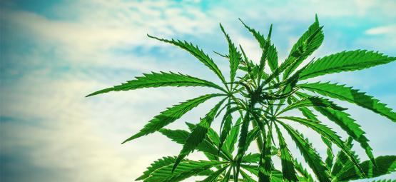 Las Mejores Semillas De Cannabis Para Cultivar En Climas Cálidos