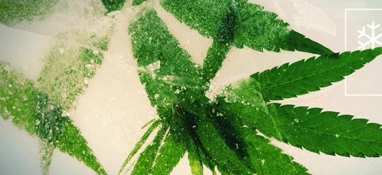 Las Mejores Semillas De Cannabis Para Cultivar En Climas Fríos