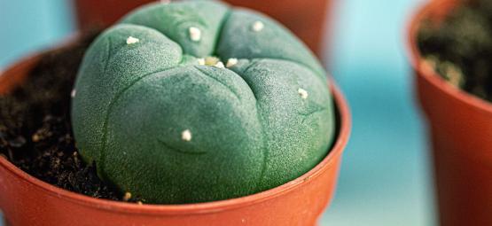 Lophophora Decipiens: Un Peyote De Crecimiento Más Rápido