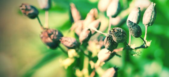 Como Cultivar Tabaco Desde Semilla