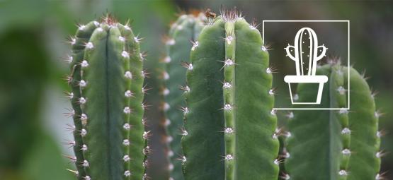 Cómo cultivar y cuidar el cactus San Pedro