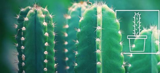Cómo Cultivar Y Cuidar El Cactus San Pedro 	
