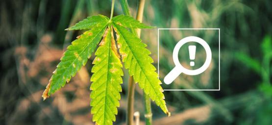 5 Problemas Que Pueden Surgir Durante La Floración Del Cannabis