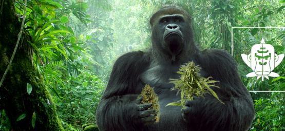 El Origen De La Marihuana Gorilla Glue Y Sus 3 Mejores Cepas