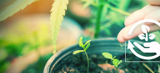 Las Diferentes Fases Del Cultivo De Cannabis Y Por Qué Son Importantes