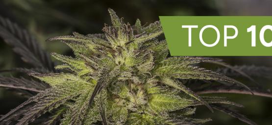 Las 10 mejores variedades de marihuana híbridas