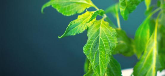 Cómo Procesar Tu Planta De Salvia Divinorum