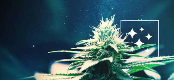 El Origen De La Northern Lights Y Las 3 Mejores Cepas De Cannabis