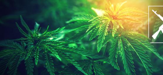 Top 3 De Cepas De Marihuana Ak-47: Efectos Y Datos De Cultivo