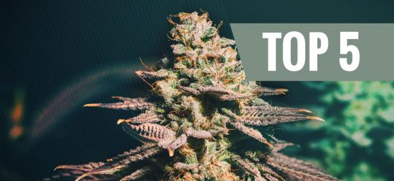 Las 5 Mejores Variedades De Cannabis Para Cultivos Tardíos