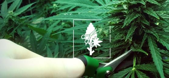 Las 4 Técnicas De Poda Más Adecuadas Para Plantas De Cannabis