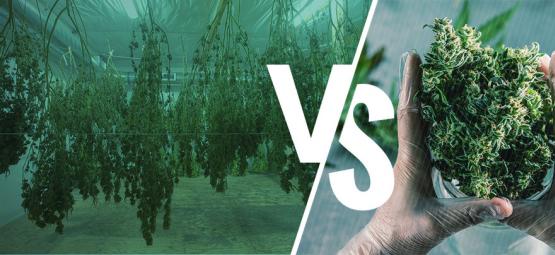 Manicura De Plantas De Cannabis En Seco O En Húmedo