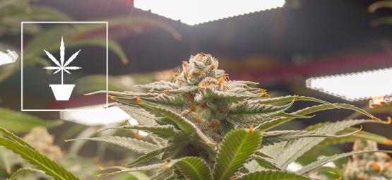 Las mejores semillas de marihuana para cultivar en interior