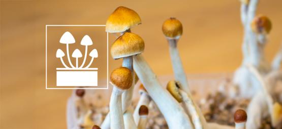 Cultiva Lo Extraordinario: Los 5 Mejores Kits De Cultivo De Setas Alucinógenas