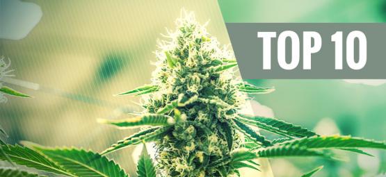 Top 10 De Variedades Cannabis De Kush