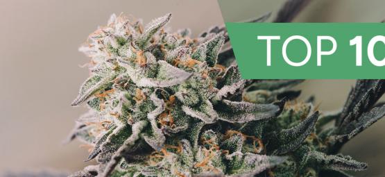 Las 10 Variedades De Marihuana Más Rápidas De 2025