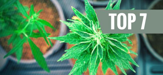 Las 7 Mejores Variedades De Marihuana Con Ratios THC:CBD Únicos