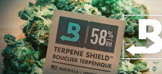 Cómo Mantener Tu Marihuana Súper Fresca Con Boveda