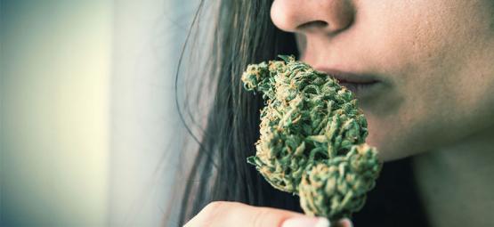 Cómo Eliminar El Olor A Marihuana