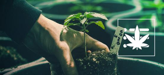 Cómo Cultivar Tu Primera Planta De Marihuana En 10 Pasos
