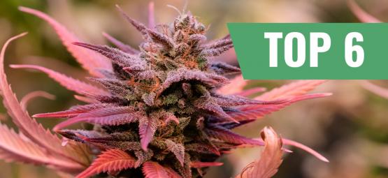 Las 6 variedades de cannabis para el día de San Valentín 