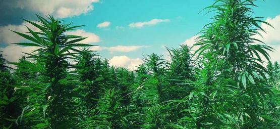 10 Consejos Para Cultivar Árboles De Marihuana