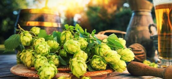 ¿Qué Es El Dry Hopping?