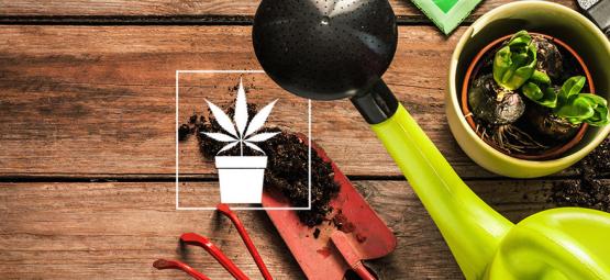 10 Herramientas Indispensables Para El Cultivador De Cannabis