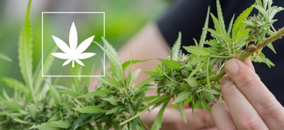 6 Variedades de marihuana con un 1% de THC o menos