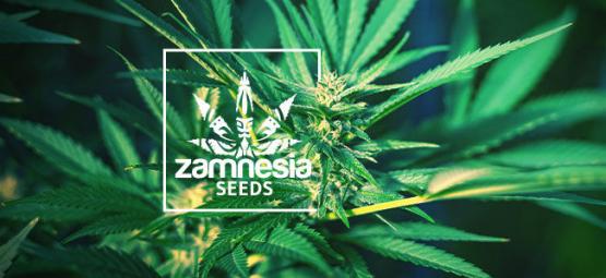 Nueva Variedad De Zamnesia: Girl Scout Cookies Auto