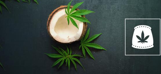Agua De Coco Como Fertilizante Orgánico Para Cannabis