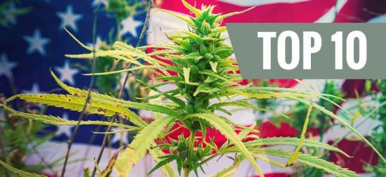 Top 10 De Variedades De Cannabis De EE.UU.