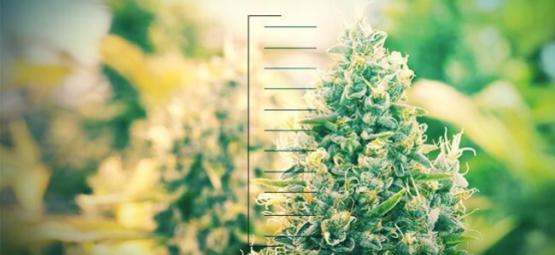 Top 10 De Plantas De Cannabis Compactas