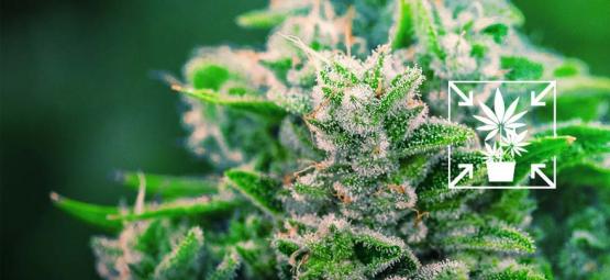 Cómo Cultivar Plantas De Cannabis Pequeñas Y Compactas