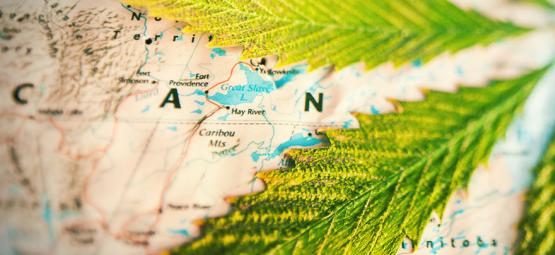 ¿En Qué Países Se Fuma Más Hierba? [Actualización 2025]