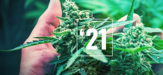 Las Mejores Variedades De Cannabis Para 2021
