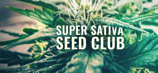 ¡Super Sativa Seed Club Ha Vuelto!
