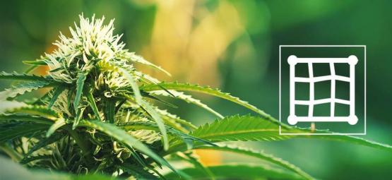 Las Mejores Variedades De Cannabis Para El Método Screen Of Green (ScrOG)