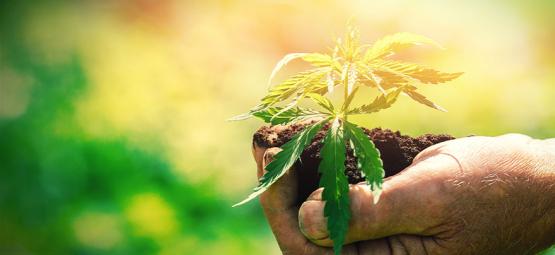 Lo Que Debes Saber Antes De Cultivar Cannabis