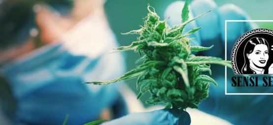 Sensi Seeds Presenta Sensi Seeds Research