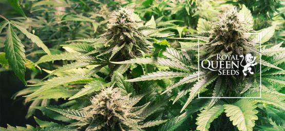 Las 10 Mejores Variedades De Marihuana De Royal Queen Seeds [2025]