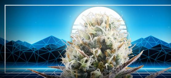 El Pináculo De La Evolución Del Cannabis: La Blue 2.0