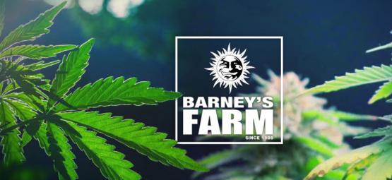 Las Mejores Cepas De Cannabis De Barney's Farm