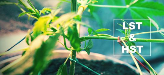 Técnicas HST Y LST Para Entrenar Tus Plantas De Cannabis