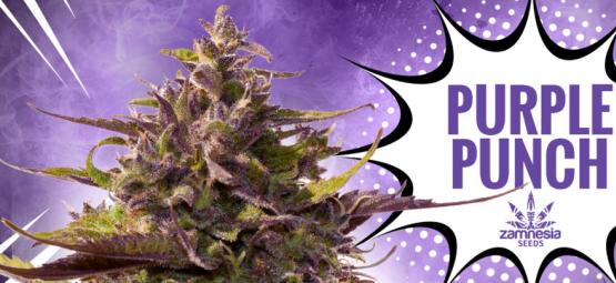 Purple Punch: Sabor, Potencia Y Belleza – Todo En Una Cepa