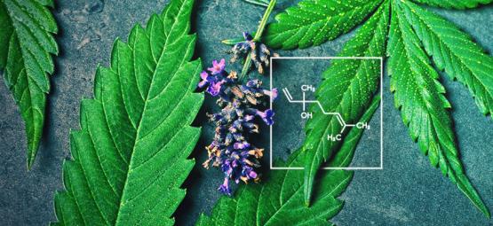 ¿Qué Es El Linalool Y Cómo Interactúa Con El Cannabis?